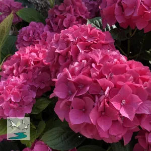 Hortensias 